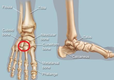 Ankle Anatomy, Anatomy Images, Muscle Structure, Foot Anatomy, Anatomy Bones, Leg Bones, Foot Health, Anatomy And Physiology, Foot Pain