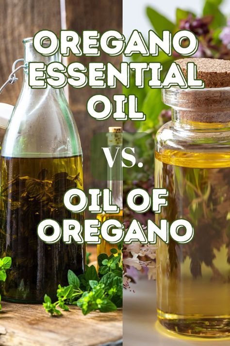 When it comes to natural remedies, oil of oregano vs oregano oil is a common topic of confusion. While both products come from the Origanum vulgare plant, they serve different purposes and have distinct uses. Homemade Oregano Oil, Oil Of Oregano Recipe, Homemade Oil Of Oregano, How To Make Oil Of Oregano, Oregano Oil Recipes, How To Use Oregano Oil, Diy Oregano Oil Recipe, How To Take Oregano Oil, Oil Of Oregano Benefits