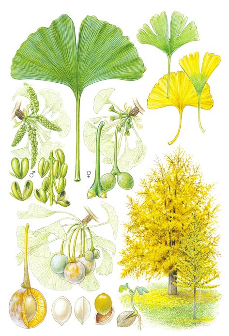 Ginkgo Tree Drawing, Ginkgo Biloba Illustration, Ginkgo Biloba Tree, Ginko Leaves, Ginko Biloba, Gingko Biloba, Ginkgo Tree, Ginkgo Biloba, Plant Drawing