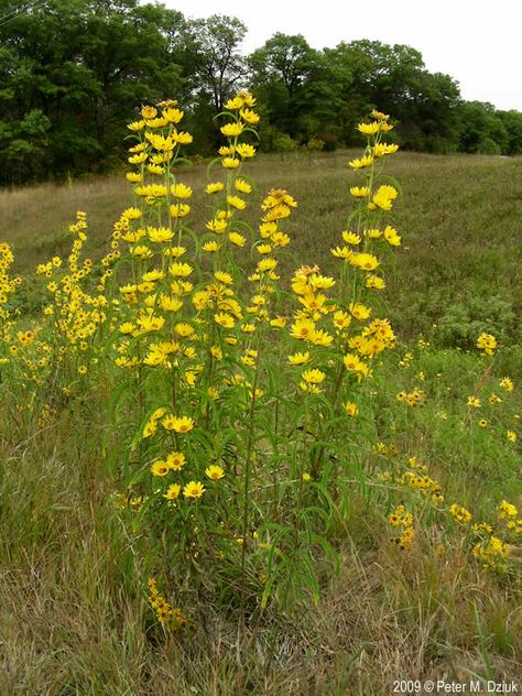 Name: Maximillian Sunflower (Helianthus maximiliani); USDA Zones: 3 - 9;Range: C. North America; Height: 2 - 10ft; Bloom Time: Jul - Oct Maximilian Sunflower, Making Plant Pots, Flower Mural, Prairie Garden, Cottage Garden Plants, Side Garden, Wildflower Garden, Pollinator Garden, Backyard Projects