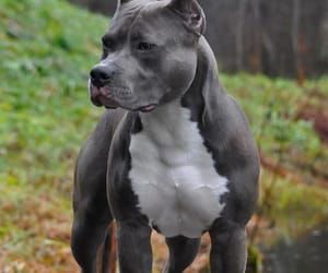 34 images about pitbull 🖤 on We Heart It | See more about dog, pitbull and puppy Grey Pitbull, Pitbull Images, Pitbull Dog Puppy, Dog Pitbull, Pit Bull Mix, American Pitbull, Pitbull Puppy, Pitbull Puppies, Bully Breeds