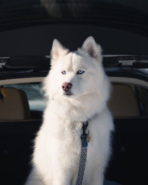 White Siberian Husky Puppy, White Husky Puppy, White Siberian Husky, The Cutest Animals, White Husky, Animal Experiences, Scary Dogs, Cute Husky, Husky Mom