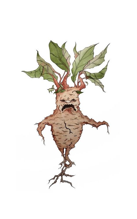 Harry Potter Mandrake, Harry Potter Wiki, Horror Photos, Harry Potter Food, Potter Art, Harry Potter Drawings, Harry Potter Fan Art, Harry Potter Art, Art And Illustration