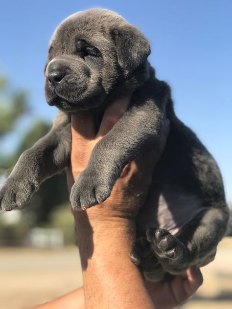 5 Week old CANE CORSO Kane Korso Puppy, Kane Corso Puppies, Kane Korso Cane Corso, Cana Corso, Kane Corso Dog, Kane Corso, Dog Photography Outdoor, King Corso Dog, Chien Cane Corso