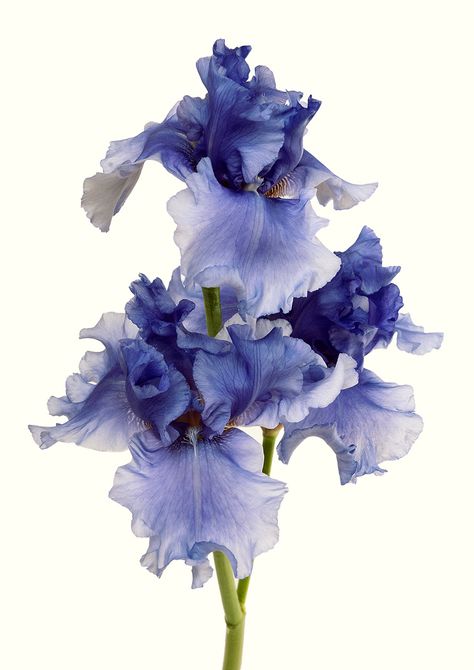 Rachel Levy - Other botanicals Iris Painting, Macro Flower, Painting Flower, Botanical Watercolor, Arte Inspo, Iris Flowers, Flower Art Painting, Botanical Flowers, Floral Illustrations