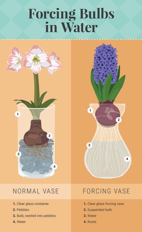 Bulbs In Water, Growing Bulbs Indoors, Forcing Bulbs, Flowers In Vases, Taman Air, Indoor Water Garden, Growing Bulbs, نباتات منزلية, Inside Plants