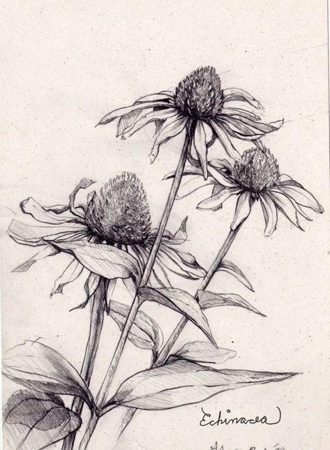 Echinacea Botanical Illustration, Echinacea Tattoo Design, Echinacea Illustration, Echinacea Drawing, Echinacea Painting, Art Sketches Nature, Echinacea Tattoo, Coneflower Drawing, Flowers Sketch