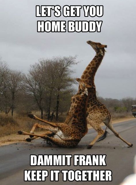 Dammit Frank, keep it together Drunk Giraffe, Humor Animal, Animal Captions, Laughing Out Loud, Funny Ha Ha, Can't Stop Laughing, Need A Laugh, Funny Animal Memes, E Card