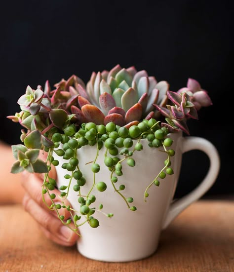 Succulent Garden Indoor, نباتات منزلية, Succulent Garden Design, Succulent Garden Diy, Dish Garden, Succulent Gardening, Succulents In Containers, Small Succulents, Succulent Arrangements