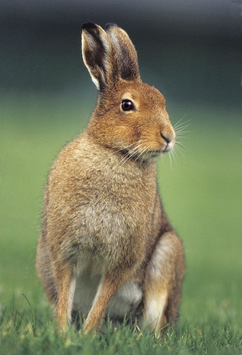 irish animals | Irish Mountain Hare - Irish Wildlife & Nature Photography Irish Wildlife, Robin Isely, Most Beautiful Animals, Wildlife Nature, Animal Planet, Wildlife Art, Animal Photo, Sea Animals, Wildlife Photography