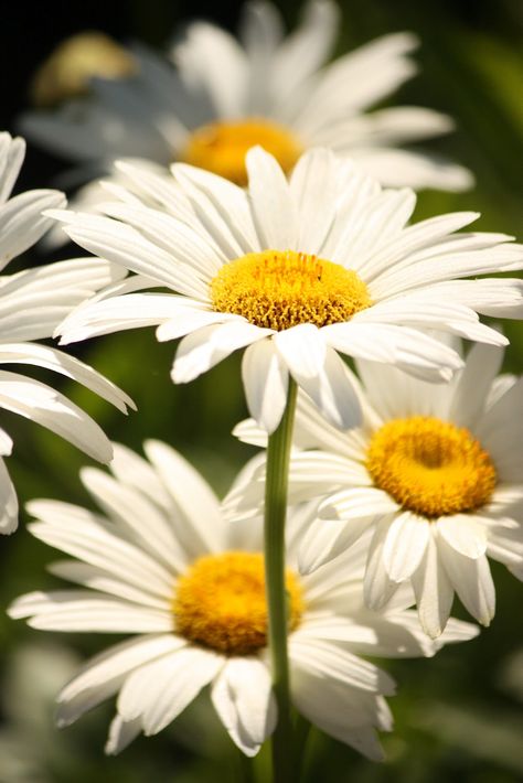 Daisies Sunflowers And Daisies, Daisy Love, Money Tree, Yellow Daisies, White Daisies, Web Images, Flower Gardens, Happy Flowers, Beautiful Blooms