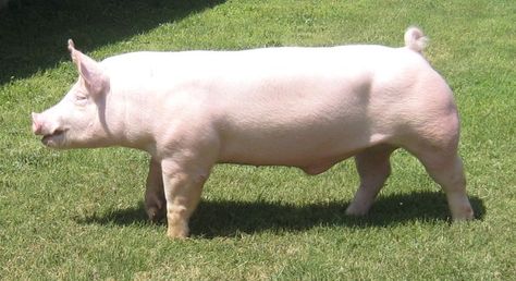 Yorkshire Pigs | CRE9 FIFTY TEN 50-10 (Persuasion x Force) | MY ... Hereford Pigs, Tamworth Pig, Pig Breeds, Pig Pictures, Tamworth, Showing Livestock, Cattle Farming, Pig Farming, X Force