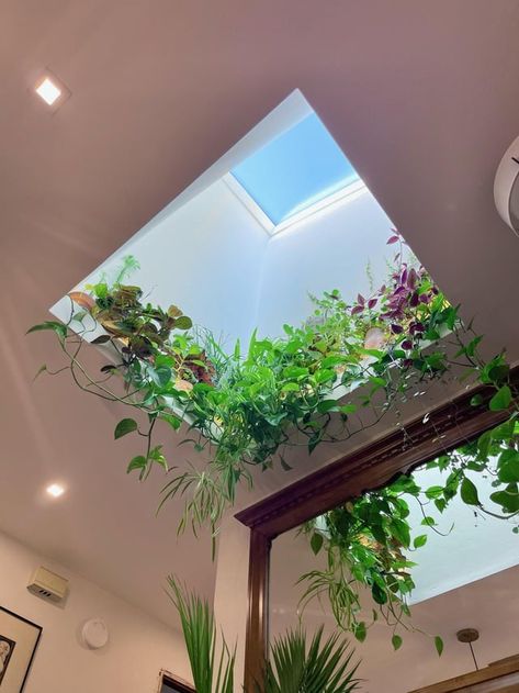 First time posting here! What do y’all think of our skylight plant shelf? : r/houseplants Skylight Plants, Apartment Deco, House Interior Ideas, Plant Shelf, Interiors Inspiration, Plant Shelves, Interior Ideas, Bookshelves, First Time