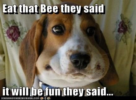 Poor chubby faced (Bee stung) Beagle dog, poor guy. :( Dog Bee Sting, Beagle Funny, Pocket Beagle, Beagle Puppy, Funny Dog Pictures, Beagle Dog, Popular Dog, Memes Humor, Refrigerator Magnet