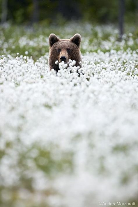 Amazing Animals, Animal Planet, Animal Photo, Nature Animals, Brown Bear, 귀여운 동물, Animals Friends, Beautiful Creatures, Nature Beauty