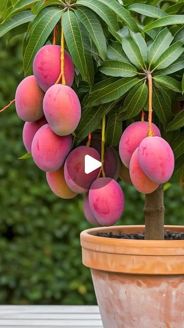 Deep Das on Instagram: "🌿 can you really grow mango tree at Home # mango # gardening" Growing Mango Trees In Pots, Grow Mango Seed, Mango Plant From Seed, Growing Mango From Seed, How To Grow A Mango Tree From Seed, Mango Tree, Plant Hacks, Tree Trimming, Garden Of Eden