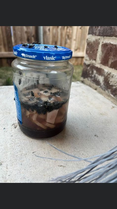 Homemade Fly Catcher Fly Catcher Diy, Homemade Fly Traps, Diy Fly Trap, Bug Trap, Juice Jar, Fly Catcher, Chicken Barn, Milk Jar, Fly Repellant