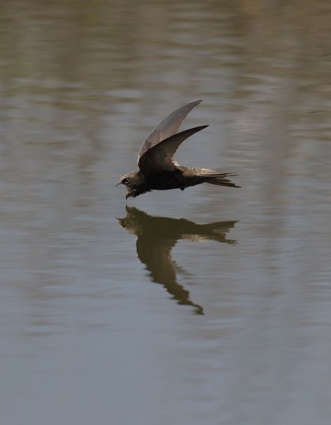 Common Swift, Swift Bird, Moray Eel, Row Row Your Boat, Bird Calls, Small Insects, Sharp Teeth, Like Animals, Zoology