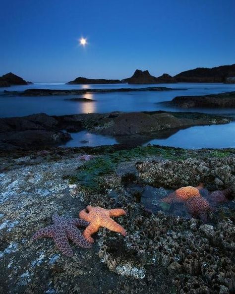 Oregon tide pools. Oregon Lakes, Oregon Beach, Beautiful Oregon, Oregon Beaches, Rock Beach, The Oregon Trail, What A Wonderful World, Fake Designer, Rocky Shore