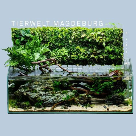 Living Wall Aquarium, Klein Aquarium, Water Terrarium, Frog Terrarium, Biotope Aquarium, Fish Aquarium Decorations, Fish Tank Terrarium, Aquascape Design, Betta Aquarium