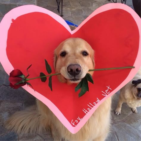 Valentines Day Pet Photoshoot, Animals With Hearts, Animals Pfp, Dogs Heart, Dog With Heart, Animal Heart, Volunteer Activities, Dog Heart, Silly Dogs