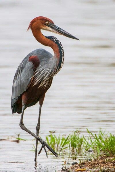 Goliath Heron, Heron Photography, Birds To Paint, Bird Painting Acrylic, Heron Art, Jungle Life, Shore Birds, Southern Art, World Birds