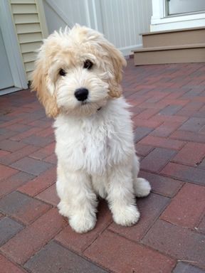 Cctaylor456 Goldendoodle Haircuts, Goldendoodle Grooming, Doodle Puppy, Mini Goldendoodle, Golden Doodle, Yorkshire Terrier Puppies, Goldendoodle Puppy, Doodle Dog, Airedale Terrier