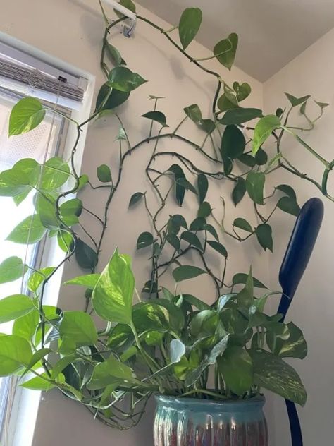 How To Train Pothos To Climb in 3 Easy Ways - Grow Gardener Pothos Trellis, Indoor Climbing Plants, Pothos Vine, Indoor Vines, Pothos Plants, Ikea Plants, Indoor Trellis, Climbing Trellis, Neon Pothos