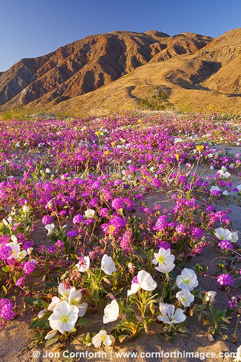 Anza Borrego Wildflower Sunset 3 Anza Borrego State Park, Anza Borrego, California Wildflowers, Desert Flowers, California Photos, Land Of Enchantment, Divergent, In The Desert, California Travel