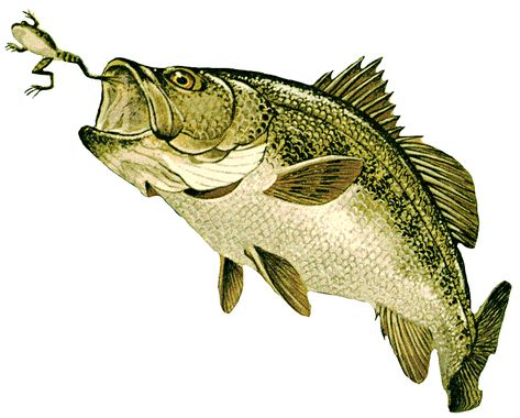 Bass Fish Drawing, Fishing Drawings, Dallas Cowboys Images, Cowboy Images, Dinosaur Sketch, Painting Fish, Water Creatures, Relief Carving, Art Concepts