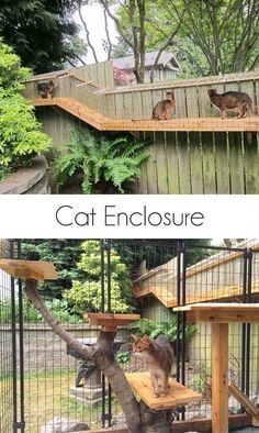 awesome big custom cat enclosure with tunnels, plexiglass roofs and large enclosure | cat enclosure | cat enclosure outdoor | awesome big outdoor catio, cat enclosure with long tunnels and cage | catios a safe way to enjoy outdoors | #catio #CatEnclosure #cats via @jakonya Outside Cat Enclosure, Catio Plans, Diy Cat Enclosure, Outdoor Cat Shelter, Chat Diy, Cat Patio, Outdoor Walkway, Outdoor Cat Enclosure, Cats House