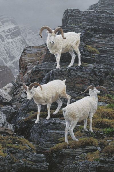 Dear Horns, Raymond Sheppard, Art Gallery Landscape, Dall Sheep, North American Animals, Big Horn Sheep, Mountain Goats, Wild Animals Photos, Hunting Art