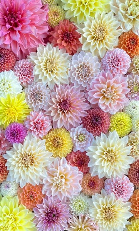 Zinnia Wallpaper, Dahlia Flower Wallpaper, Gorgeous Plants, Bouquet Arrangements, Dahlia Flower, Favorite Flowers, Floral Bouquets, Flower Wallpaper, Dahlia