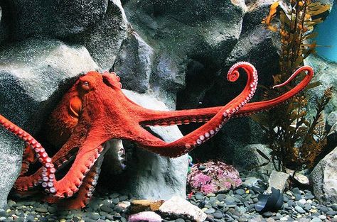 Aquarium of the Pacific | Exhibits | Northern Pacific Gallery, Giant Pacific Octopus Octopus Photos, Common Octopus, Octopus Species, Tarantula Hawk, Pacific Octopus, Giant Pacific Octopus, Octopus Squid, Red Octopus, Saltwater Crocodile