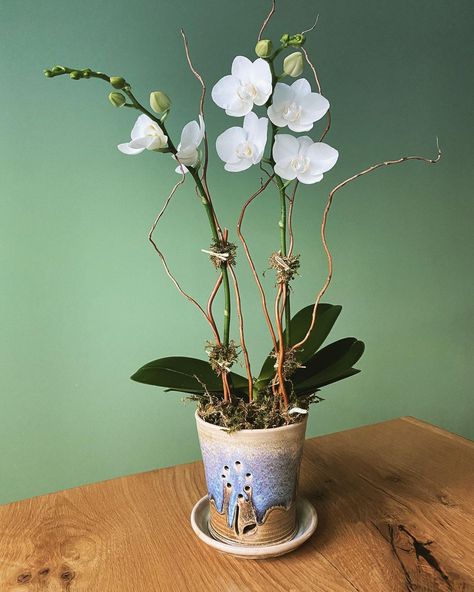 Terracotta Orchid Pots, Orchid In Pot, Orchid Pots, Orchid Planters, Orchid Pot, Pot Ideas, Wheel Thrown Pottery, For My Daughter, Orchid Flower