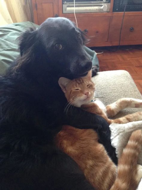 Animals Friendship, All Shapes, Dog And Cat, Cute Animal Pictures, Cute Cats And Dogs, Black Dog, Beautiful Cats, 귀여운 동물, Cute Funny Animals