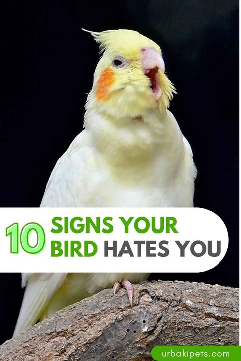 What Is A Bird, Body Language, The Signs, Caregiver, Sign I, Personalities, Pet Birds, Fun Things To Do, Improve Yourself