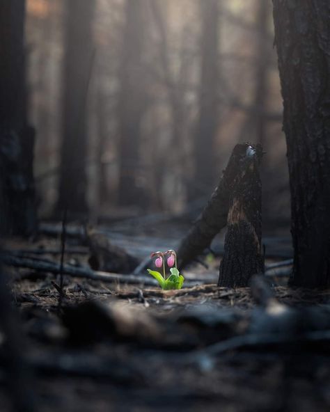 Life after the fire. Incredible image by Sandra Rose Slead. At the Queen's River Preserve. Exeter, RI. Pink Lady Slipper, Fire Goddess, Forest Fire, Exeter, Last Month, Native Plants, Rhode Island, Fantasy World, The Fire