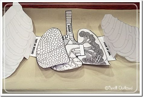 Human Body Lesson, Human Body Science, Human Body Activities, The Respiratory System, Human Body Unit, 6th Grade Science, Human Body Systems, Animal Science, Science Biology