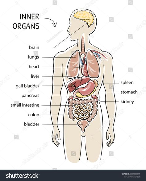 Section view of a human body with inner organs. Medical info graphics on blue background. Hand drawn cartoon sketch vector illustration, marker style coloring. #Ad , #Affiliate, #info#Medical#blue#graphics Organs Drawing, Human Body Organs, Cartoon Sketch, Human Body Drawing, Human Organ, Info Graphics, Body Sketches, Cartoon Sketches, Body Organs