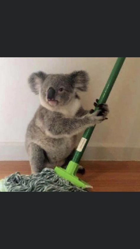 Coala Cute, Koala Meme, Koala Drawing, Funny Koala, Cute Koala Bear, The Wombats, Koala Bears, Baby Koala, Koala Baby