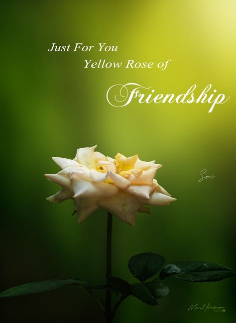 Yellow rose the sign of friendship Friendship Rose, Rose Color, Yellow Roses, Yellow Rose, Rose Flower, Stuff To Do, Roses, Yellow, Plants