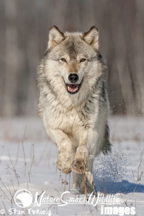 Grey Wolves in Yellowstone National Park: The Ultimate Wildlife Encounter - Adventure Publications Wolves Yellowstone, Yellowstone National Park Photography Animals, Grey Wolves, Yellowstone Wildlife, Yellowstone National Park Animals, Yellowstone National Park Photography, Yellowstone Wolves, Largest Wolf, National Parks America