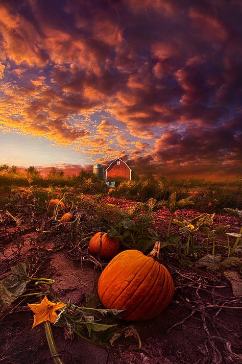 Pumpkin Field, Fall Scenes, Fall Scenery, I Love Autumn, Pumpkin Farm, Autumn Love, Love Autumn, Country Scenes, Autumn Scenes