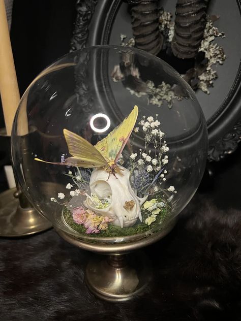 Preserved Insect Art – Wildflower Oddities Taxidermy Terrarium, Cottagecore Aesthetic Dark, Dark Fairytale Aesthetic, Bug Taxidermy, Dark Cottagecore Aesthetic, Oddities Decor, Entomology Art, Taxidermy Decor, Butterfly Taxidermy