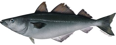 Atlantic Pollock Spiny Dogfish, Pollock Fish, Ocean Perch, Fish Images, Gulf Of Alaska, Sustainable Fishing, Shrimp Scallops, Prawn Shrimp, Crab And Lobster