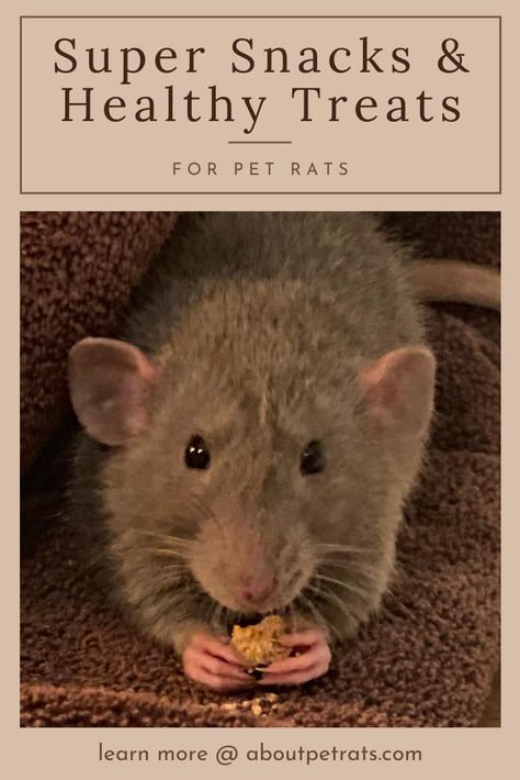 Since rats gain weight easily—AND we want to feed them the healthiest foods possible—it’s important to choose pet rat treats wisely. Rat Snacks Diy, Pet Rat Food, Pet Rat Treats, Rat Treats Recipes, Rat Treats Diy, Rat Habitat Diy, Diy Rat Toys Homemade, Homemade Rat Cage Ideas, Rat Snacks