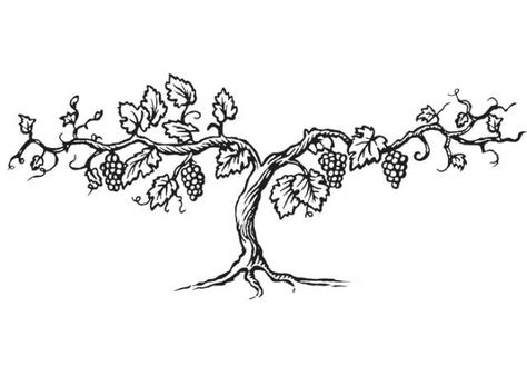 The True Vine logo idea Grape Vines Drawing, Grape Tree Drawing, Grape Tree Illustration, Grape Vine Illustration, Vine And Branches Drawing, Vine Branch Tattoo, Grapevine Illustration, Grapevine Drawing, Vine Tree