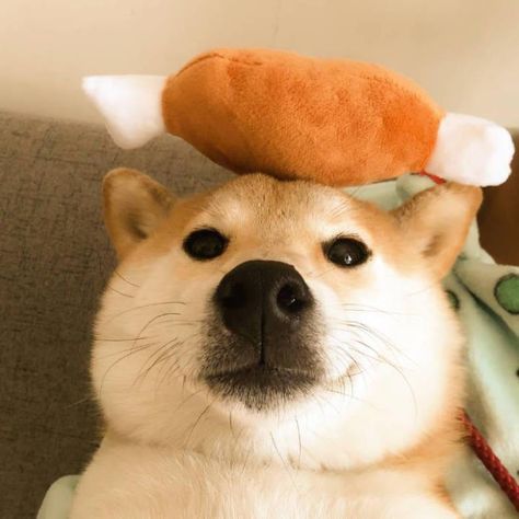 Shiba Inu Icon, Doge Pfp, Meme Animals, Akita Inu Dog, Funny Cute Animals, Akita Dog, Akita Inu, I Like Dogs, Heck Yeah