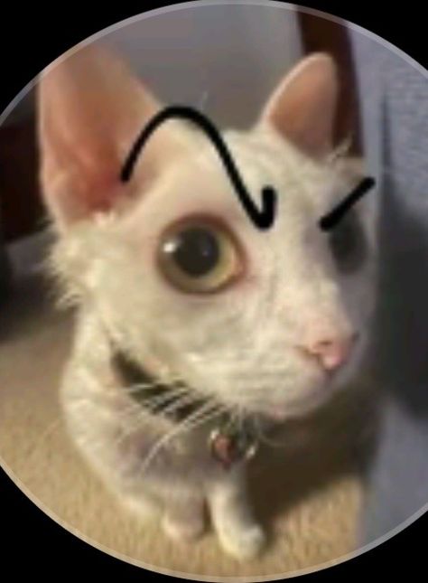 Eyebrow Reaction Pic, Raised Eyebrow Reaction Pic, Eyebrow Cat, Funny Situations, Buy Cryptocurrency, Reaction Pic, Cat Funny, Silly Cats, Bank Transfer